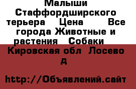 Малыши Стаффордширского терьера  › Цена ­ 1 - Все города Животные и растения » Собаки   . Кировская обл.,Лосево д.